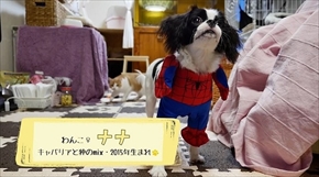 マンチカンズTV