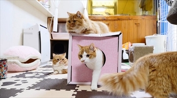 マンチカンズTV