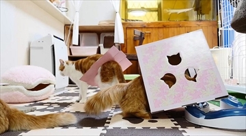 マンチカンズTV