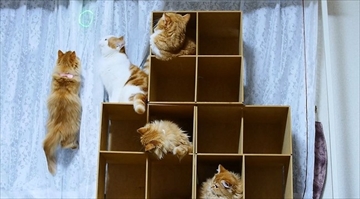 マンチカンズTV