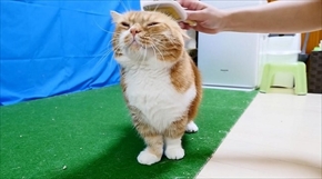 マンチカンズTV