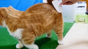 マンチカンズTV