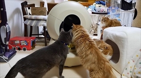 マンチカンズTV