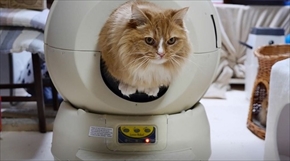 マンチカンズTV