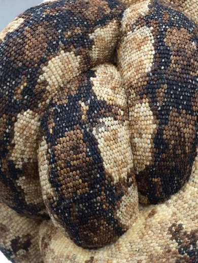 ヘビ制作物に寄っていく