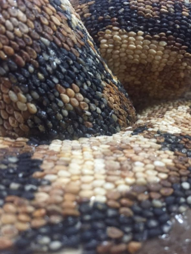 ヘビ制作物にさらに寄っていくと