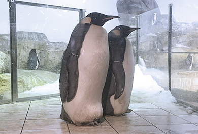 コウテイペンギン