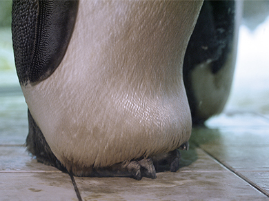 コウテイペンギンの抱卵嚢