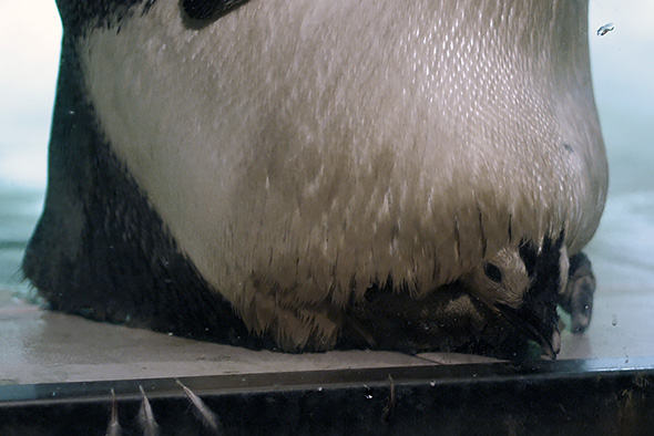 コウテイペンギンのヒナ