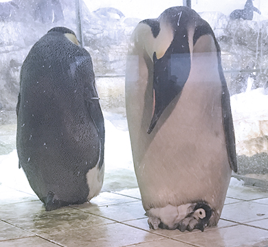 横になるコウテイペンギンのヒナ