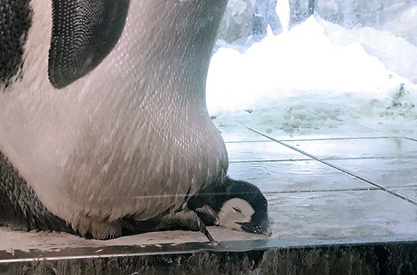 真っすぐ顔を出すコウテイペンギンのヒナ