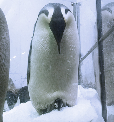 コウテイペンギンのヒナの雪遊び