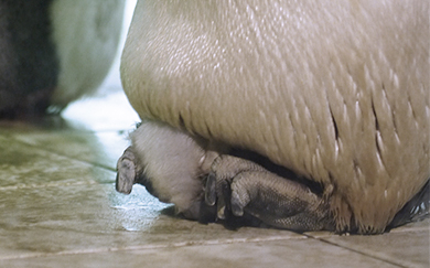 コウテイペンギンのヒナのお尻