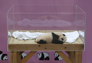 ジャイアントパンダの赤ちゃん