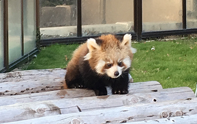 レッサーパンダの赤ちゃん