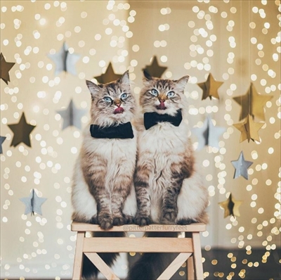 アリスとフィネガン