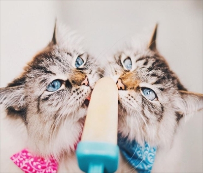 アリスとフィネガン