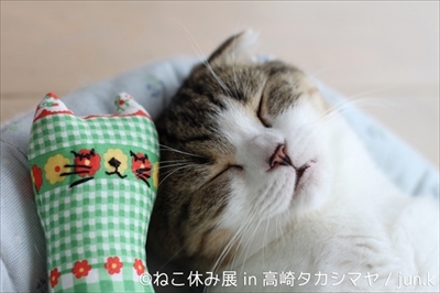 ねこ休み展　高崎
