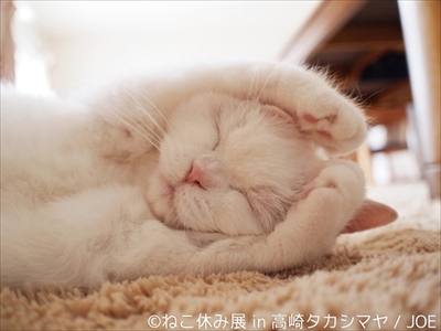 ねこ休み展　高崎