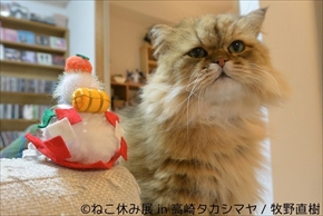 ねこ休み展　高崎