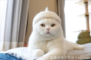 ねこ休み展　高崎