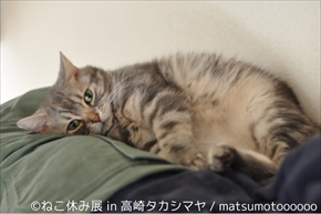 ねこ休み展　高崎