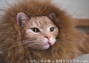 ねこ休み展　高崎