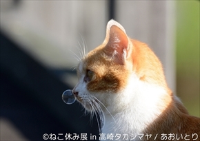 ねこ休み展　高崎