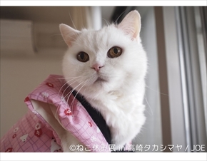 ねこ休み展　高崎