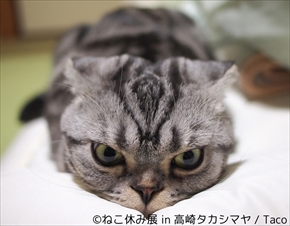 ねこ休み展　高崎