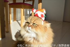 ねこ休み展　高崎