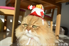 ねこ休み展　高崎