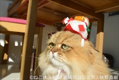 ねこ休み展　高崎