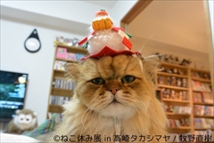 ねこ休み展　高崎