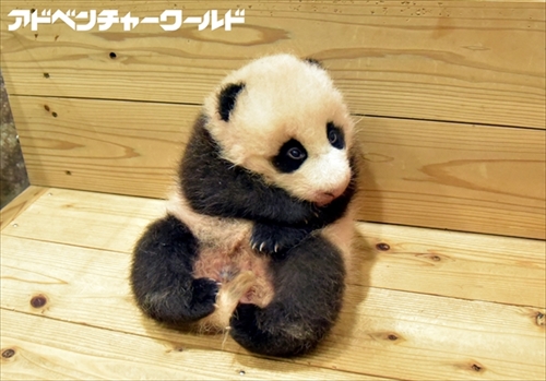 アドベンチャーワールドパンダ結浜