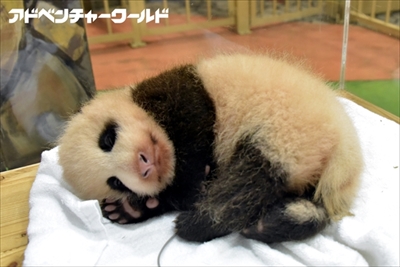 アドベンチャーワールドパンダ結浜