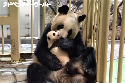 アドベンチャーワールドパンダ結浜