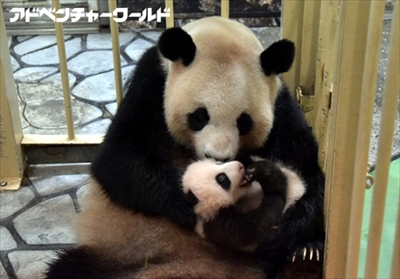 アドベンチャーワールドパンダ結浜