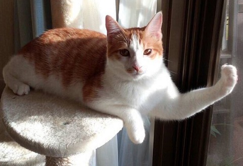 マッチョなねこ