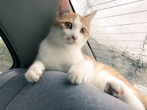 マッチョなねこ