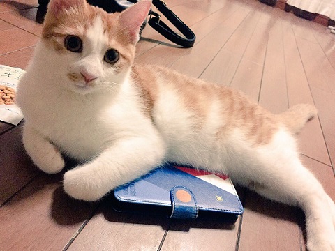 マッチョなねこ