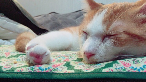 マッチョなねこ