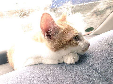 マッチョなねこ