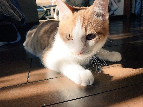 マッチョなねこ