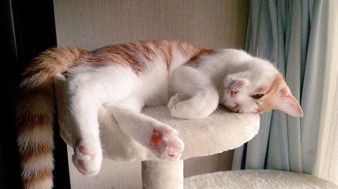 マッチョなねこ