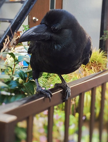 おすそ分けカラス