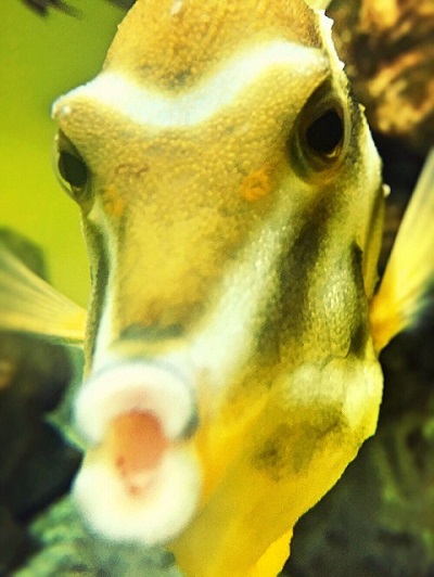 おすそ分けカラス