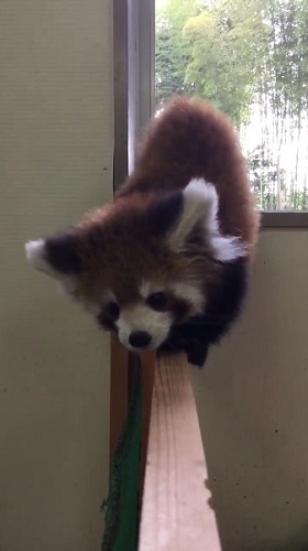 レッサーパンダ