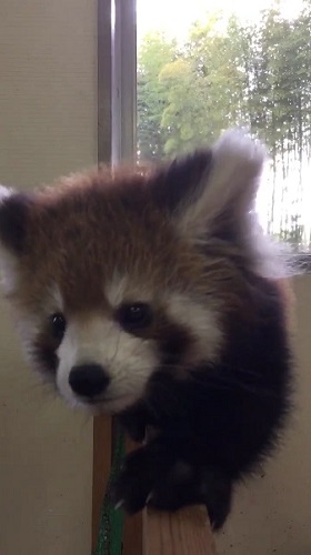 レッサーパンダ