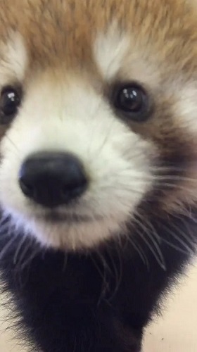 レッサーパンダ